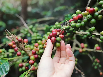 Conab prevê aumento de 7,5% na colheita de café em relação a 2022