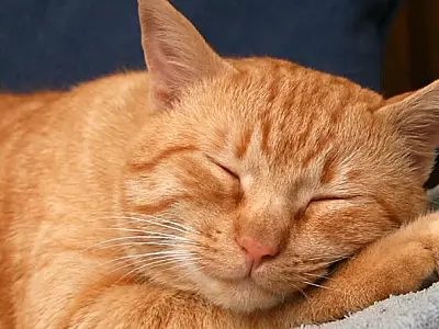 Cães e gatos também sofrem com o frio: veja cuidados
