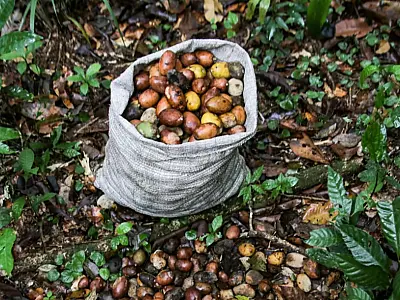 Governo estuda modelo de desenvolvimento pela sociobioeconomia