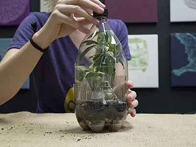 Orquidário de Santos promove oficina de terrário com garrafa PET