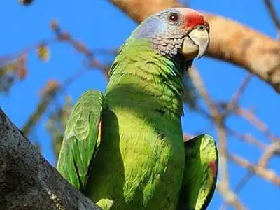 Papagaio-de-cara-roxa é definido como a ave símbolo de Itanhaém