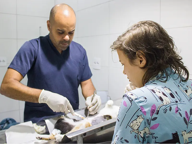 Mutirão realiza castração de 35 gatos na Área Continental