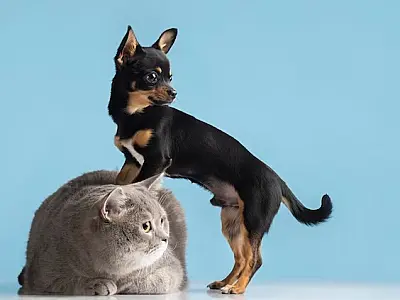 Prefeitura de São Vicente abre agenda para 1,3 mil castrações de cães e gatos