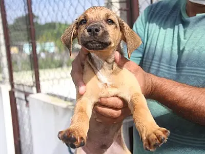 Pets estão para adoção na Zoonose da Ilha na campanha "Adota a gente"