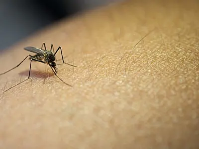 Mutirão contra o Aedes aegypti percorre parte da Vila Mathias nesta quarta