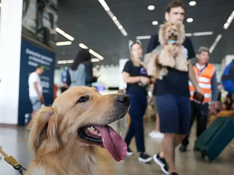 Aéreas podem se negar a embarcar animais de suporte emocional, diz STJ