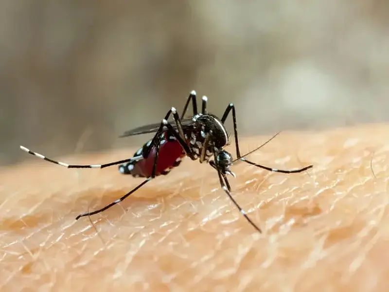 Pesquisa constata que dengue se espalha para o Sul e Centro-Oeste