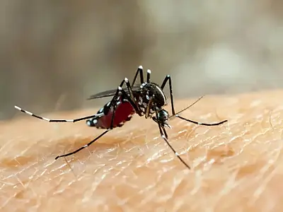 Pesquisa constata que dengue se espalha para o Sul e Centro-Oeste