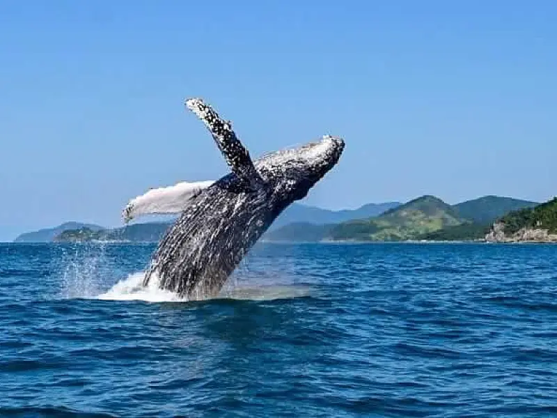 Ilhabela aposta em robô caiçara em nova campanha para atrair turistas no inverno