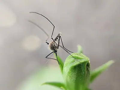 Aedes aegypti: 5 curiosidades e dicas para combater a dengue