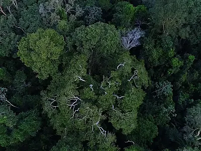 Obra mostra importância da Amazônia e de mais 4 florestas para o clima