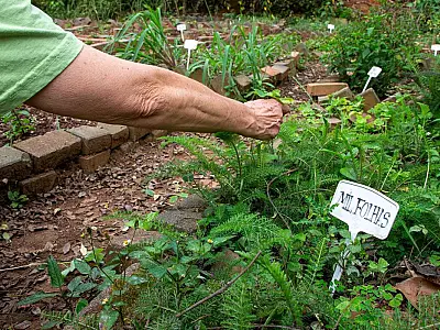 Fiocruz propõe revisão da política de plantas medicinais