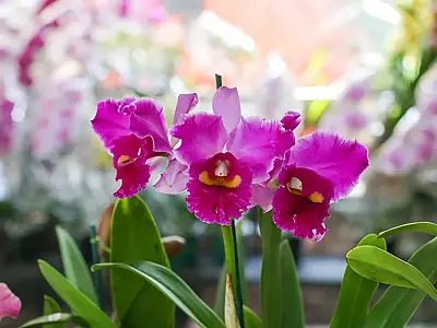 Orquidário de Santos promove 6º Festival de Orquídeas e Flores neste fim de semana