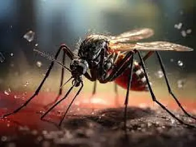 Informação: Confira os números da dengue e chikungunya na cidade de Cubatão