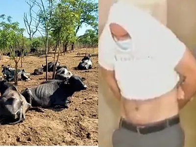 Homem acusado de deixar mil búfalos para morrer é preso