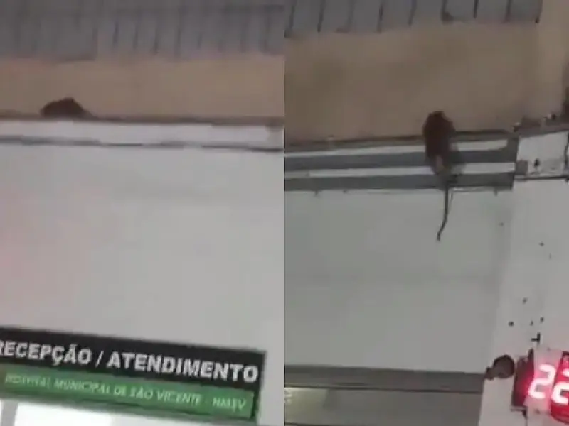 Aconteceu de novo: outra ratazana é vista em hospital de São Vicente; veja o vídeo
