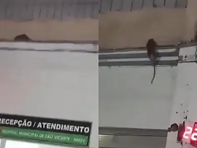 Aconteceu de novo: outra ratazana é vista em hospital de São Vicente; veja o vídeo