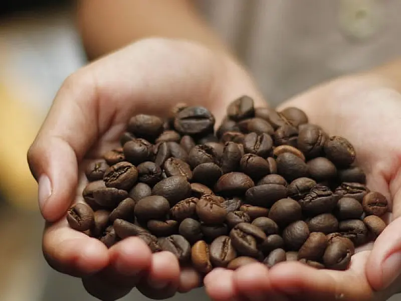 Leilão de cafés premiados acontece pela primeira vez no Museu do Café