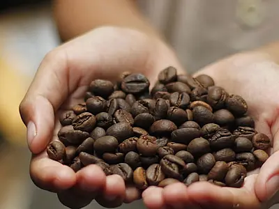 Leilão de cafés premiados acontece pela primeira vez no Museu do Café