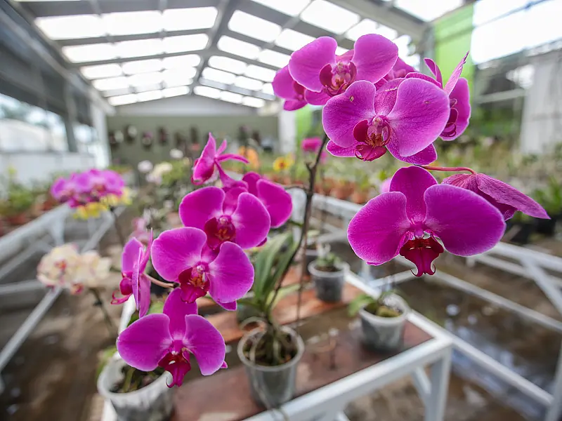 Orquidário de Praia Grande possui 8 mil orquídeas e oferece diferenciais na região