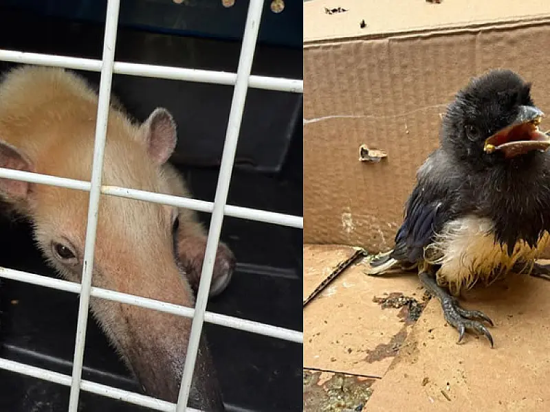 Grupamento de Defesa Ambiental resgata duas aves e um tamanduá-mirim em Guarujá