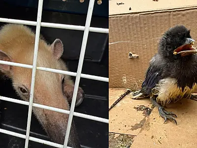 Grupamento de Defesa Ambiental resgata duas aves e um tamanduá-mirim em Guarujá