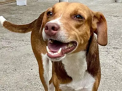 Evento voltado à adoção de pets acontece neste domingo (29) em Guarujá