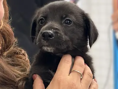 Feira de adoção de pets acontece em Mongaguá neste sábado (7)