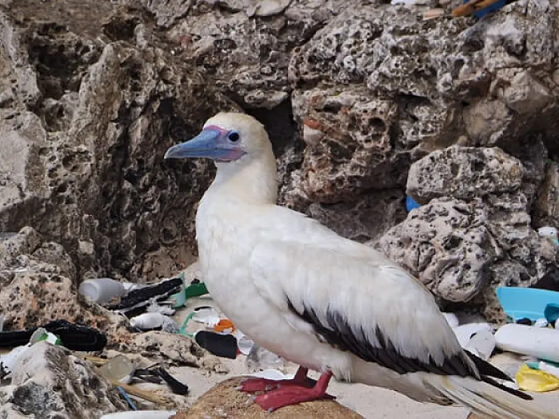 Plástico nos oceanos já ameaça 1 em 4 espécies de aves marinhas com alto risco de extinção