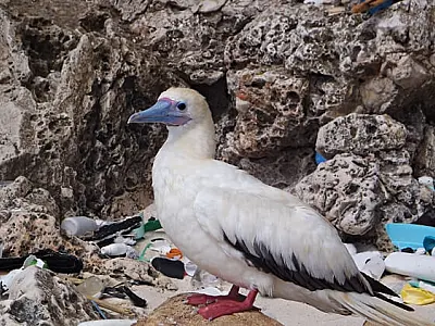 Plástico nos oceanos já ameaça 1 em 4 espécies de aves marinhas com alto risco de extinção