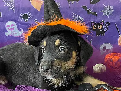 Bertioga está com cerca de 140 pets disponíveis para adoção