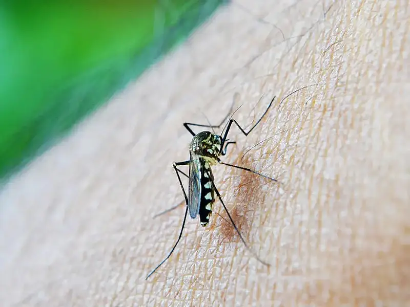 Brasil chega a 62 mortes e 408 mil casos prováveis de dengue