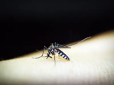 Crianças de até 5 anos morrem mais de dengue, revela pesquisa