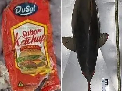 Sachê de ketchup é achado dentro de toninha grávida encontrada morta no litoral de SP