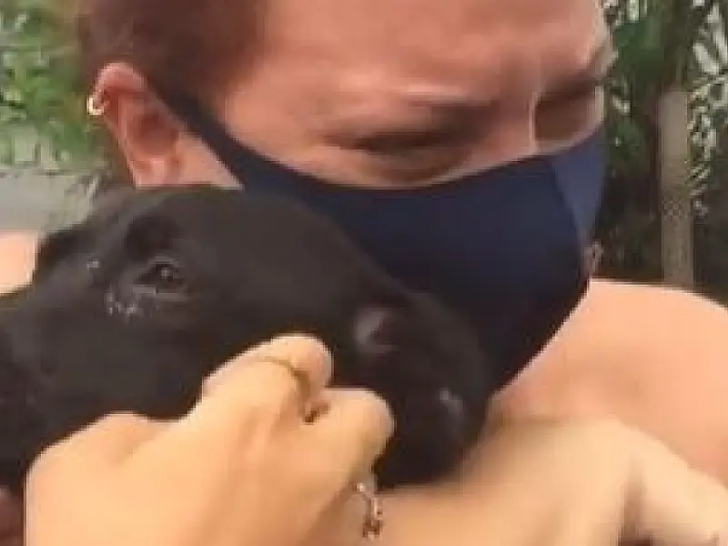 Cachorra Dandara foi resgatada pelas tutoras em São Vicente após 16 dias de procura; veja vídeo