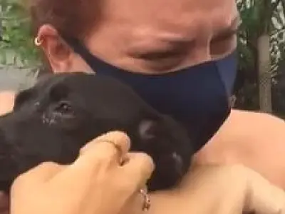 Cachorra Dandara foi resgatada pelas tutoras em São Vicente após 16 dias de procura; veja vídeo