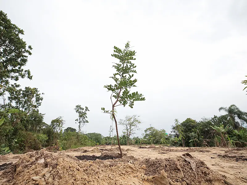 Sesurb planta cerca de 2 mil árvores em 2025 e segue com novas mudas