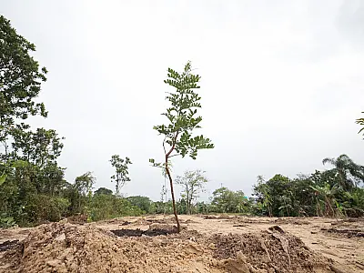 Sesurb planta cerca de 2 mil árvores em 2025 e segue com novas mudas