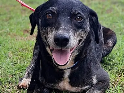 Pets podem pegar dengue? Governo de SP realiza live para tirar dúvidas sobre a doença