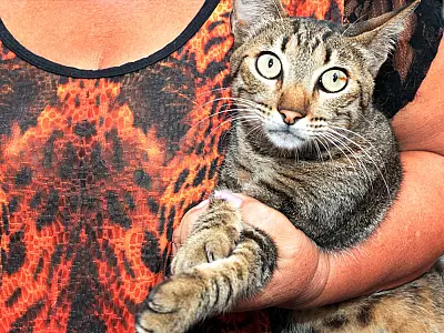 Cidade de Santos vacina mais de 80 gatos no seu primeiro dia de campanha