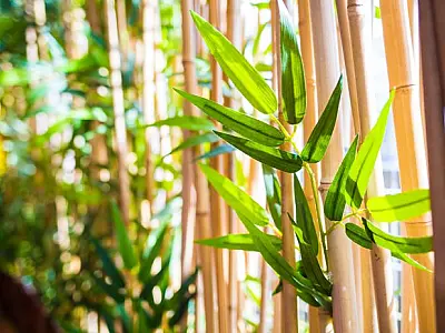 Veja plantas fáceis de cuidar e belas para o ambiente externo