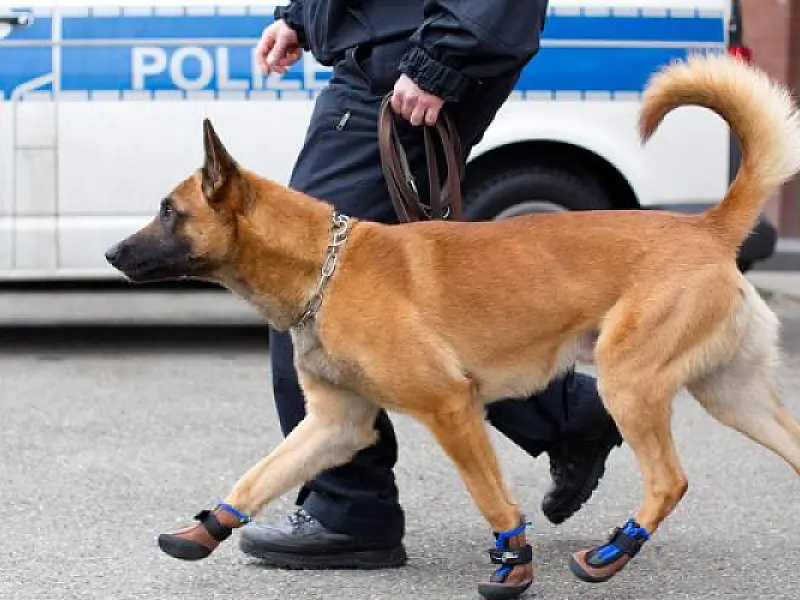 Afinal, sapatinhos fazem bem para os cachorros?