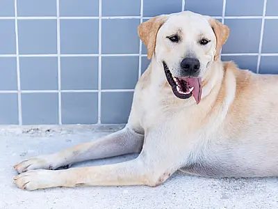 Prefeitura de Bertioga realiza palestra contra maus-tratos a pets neste sábado (7), no Caiubura
