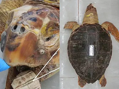 Tartaruga é encontrada morta repleta de sanguessugas e cano de PVC em Cananéia