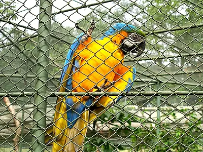 Aves encontradas em Santos, ficarão em quarentena por precaução da gripe aviária