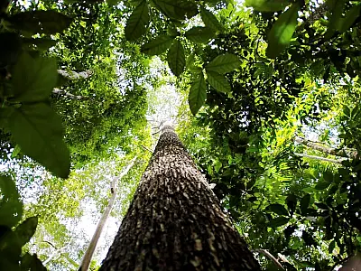 Ação na Paulista pede apoio para aprovação de leis pelo meio ambiente