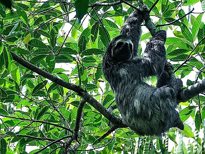 Mata Atlântica tem maior número de espécies ameaçadas, diz pesquisa