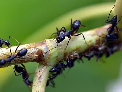 Estudo com formigas revela efeitos do pasto na diversidade amazônica