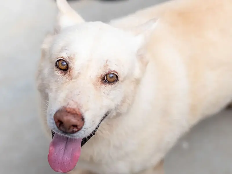 Mais 170 pets estão disponíveis para adoção em Bertioga