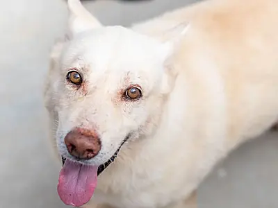 Mais 170 pets estão disponíveis para adoção em Bertioga